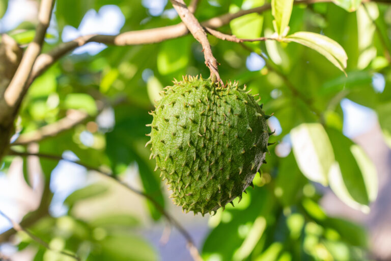 The Soursop Superfruit Exploring its Health-Boosting Properties